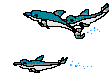 dolphin3.gif