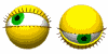eyes.gif 