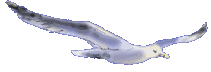 seagull.gif 