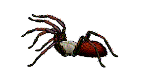 spider2.gif 